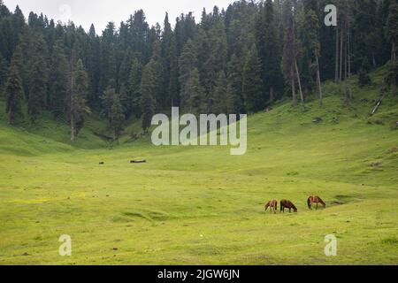 Pferde grasen im Sommer auf dem Berg Gulmarg, einer Bergstation, einem beliebten Skigebiet im indischen Bundesstaat Jammu und Kaschmir. Stockfoto