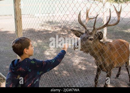 Ein kleiner Junge füttert einen Hirsch über einem Zaun Stockfoto