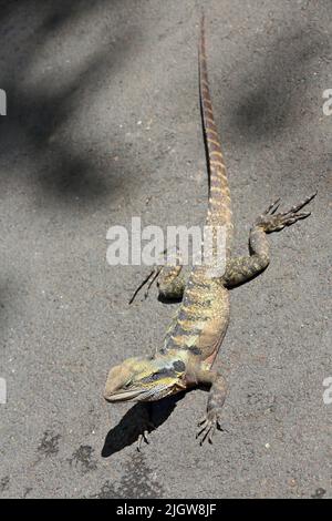 060 Sonne asphaltiert australischen östlichen Wasserdrachen-Intellagama lesueurii-auf der Asphaltstraße. Brisbane-Australien. Stockfoto