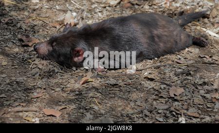 063 Tasmanischer Teufel schläft auf dem mit Laub bedeckten Boden. Brisbane-Australien. Stockfoto