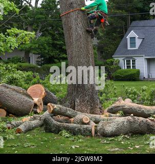 Mann, der einen Baumstamm hinunterklettert, nachdem er große Äste abgeschlagen hatte, während er den Baum wieder einreibt. Stockfoto