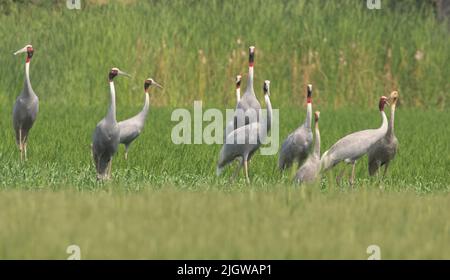 Sarus-Kranich (Antigone antigone) Stockfoto