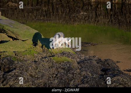 Graureiher (Ardea cinerea) steht bei Ebbe im Abendlicht auf einem felsigen Flussufer. Ein großer Vogel kratzt sich in einer lustigen Pose am Hals. Stockfoto