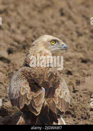 Schlangenadler (Circaetus gallicus) bei Gujarat, Indien Stockfoto