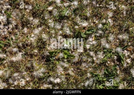 Hintergrund in Form von Gras, auf dem Pappel Flusen liegt. Hochwertige Fotos Stockfoto