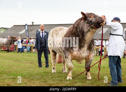 Great Yorkshire Show, Harrogate, Großbritannien, 12 2022. Juli, Beurteilung der Rindershorthorn-Bullen am ersten Tag der Great Yorkshire Show mit Judge Stockfoto