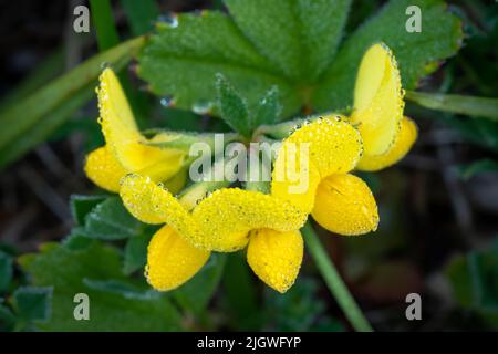 Lotus Japonicus , häufiger Name Vögel Fußtrefoil. Eine sehr nützliche Pflanze für landwirtschaftliche und biologische Zwecke. Fotografiert im Türbezirk Stockfoto