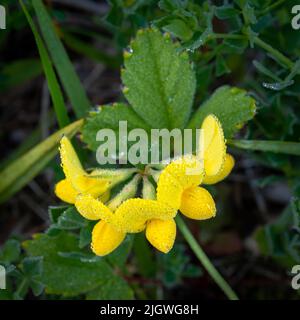 Lotus Japonicus , häufiger Name Vögel Fußtrefoil. Eine sehr nützliche Pflanze für landwirtschaftliche und biologische Zwecke. Fotografiert im Türbezirk Stockfoto