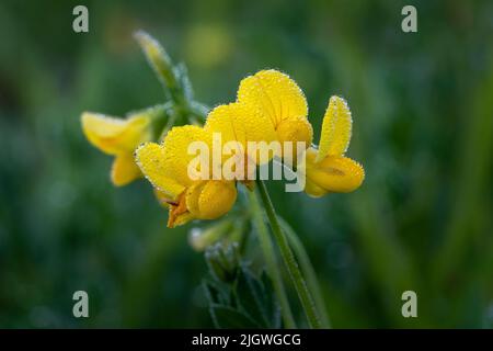 Lotus Japonicus , häufiger Name Vögel Fußtrefoil. Eine sehr nützliche Pflanze für landwirtschaftliche und biologische Zwecke. Fotografiert im Türbezirk Stockfoto