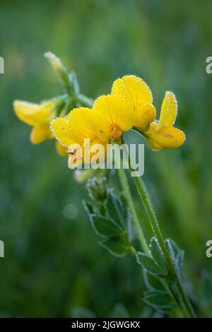 Lotus Japonicus , häufiger Name Vögel Fußtrefoil. Eine sehr nützliche Pflanze für landwirtschaftliche und biologische Zwecke. Fotografiert im Türbezirk Stockfoto