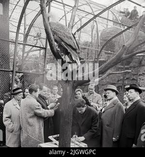 Robert F. Kennedy mit Gattin Ethel in Berlin 1962 - Original-Bildunterschrift: Zu Fuß ging Robert F. Kennedy in Begleitung von Willy Brandt zum Berliner Zoo, dem er als ganz besonderes Gastgeschenk einen prachtvollen, ausgefärbten Weisskopf-Seeadler übergab, das Wappentier und Nationalemblem der USA, Berlin, Deutschland 1962. Stockfoto