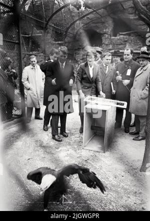 Robert F. Kennedy mit Gattin Ethel in Berlin 1962 - Original-Bildunterschrift: Zu Fuß ging Robert F. Kennedy in Begleitung von Willy Brandt zum Berliner Zoo, dem er als ganz besonderes Gastgeschenk einen prachtvollen, ausgefärbten Weisskopf-Seeadler übergab, das Wappentier und Nationalemblem der USA, Berlin, Deutschland 1962. Stockfoto