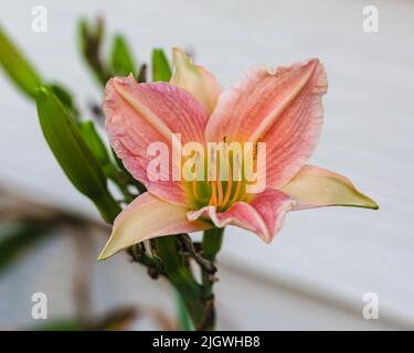 Erste von mehreren rosa und gelben Lilien, die im Liliengarten geöffnet werden Stockfoto