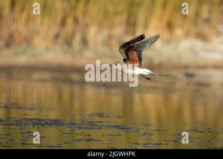 Ausgewachsene Pratincole fliegen im letzten Licht des Nachmittags in einem Feuchtgebiet in Zentralspanien Stockfoto