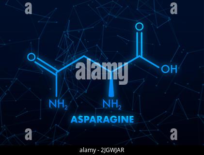 Molekularbiologie. Asparagin L-Asparagin , ASN, N Aminosäuremolekül. Vektorgrafik Stock Vektor