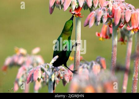 Ein Malachit-Sonnenvögel, der sich im Kirstenbosch National Botanical Garden in Kapstadt am Nektar von Blumen ernährt. Stockfoto