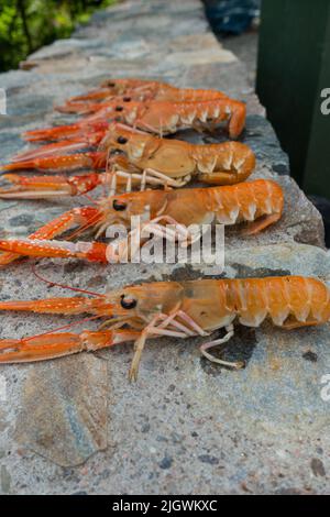 Frisch gefangener Langoustine (Nephrops norvegicus) Schottland, Großbritannien. Stockfoto