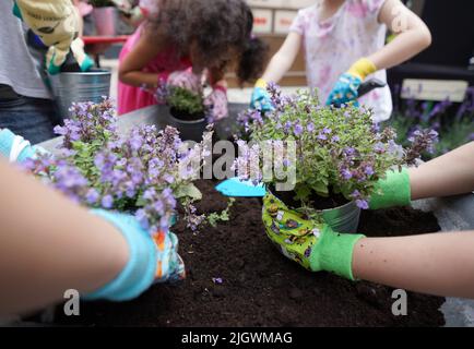 Hamburg, Deutschland. 13.. Juli 2022. Schüler der Grundschule beim Pachthof Pflanzen während der Eröffnung des Hamburger Sommergartens Lavendel in Blumentöpfe. Die Hansestadt verwandelt sich in eine grüne Oase. Sieben Einkaufsviertel verwandeln leerstehende Grundstücke in kleine Gärten. Kredit: Marcus Brandt/dpa/Alamy Live Nachrichten Stockfoto