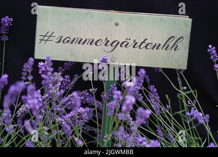 Hamburg, Deutschland. 13.. Juli 2022. Ein Holzschild mit der Aufschrift ''#sommergärtenhh' steht während der Eröffnung der Hamburger Sommergärten hinter Lavendelpflanzen. Die Innenstadt der Hansestadt verwandelt sich in eine grüne Oase. Sieben Einkaufsviertel verwandeln leerstehende Grundstücke in kleine Gärten. Kredit: Marcus Brandt/dpa/Alamy Live Nachrichten Stockfoto