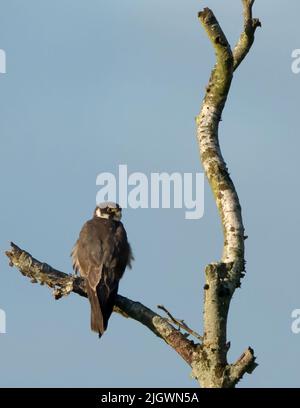 Ein Hobby (Falco subbuteo) in der frühen Morgensonne thront, Norfolk Stockfoto