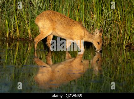 Ein männlicher chinesischer Wasserhirsch (Hydropotes inermis), der am frühen Morgen einen Drink nimmt, Norfolk Stockfoto