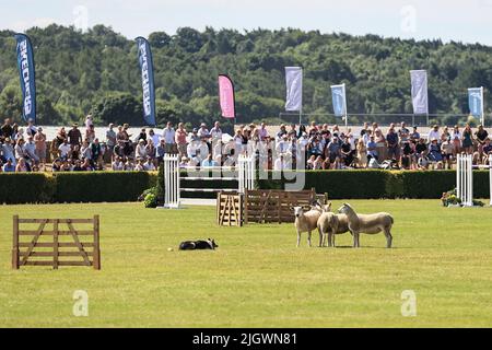 Harrogate, Großbritannien. 13.. Juli 2022. Eine Szene aus den Formhundeprüfungen am zweiten Tag der Great Yorkshire Show in Harrogate, Großbritannien am 7/13/2022. (Foto von Mark Cosgrove/News Images/Sipa USA) Quelle: SIPA USA/Alamy Live News Stockfoto