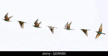 Ein zusammengesetztes Bild eines fliegenden europäischen Bienenfressers (Merops apiaster) in Trimingham, Norfolk Stockfoto