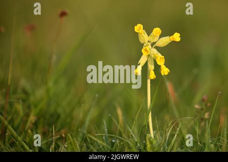 Eine selektive Fokusaufnahme der gelben Cowslip-Blume auf dem Feld Stockfoto