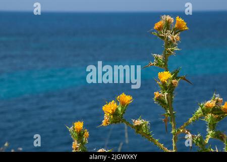 Scolymus hispanicus, die gewöhnliche Golddistel oder spanische Austerndistel, ist eine blühende Pflanze der Gattung Scolymus aus der Familie der Asteraceae Stockfoto