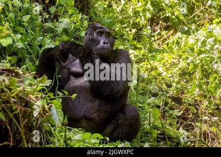 Maraya, ein erwachsener männlicher blackback Gorilla, Gorilla beringei beringei, aus der Habinyanja-Familie, Bwindi Inpenetrable Forest, Uganda, ein Weltkulturerbe Stockfoto