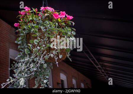 Nahaufnahme von IPlant, das an der Decke einer überdachten Außenterrasse aufgehängt wird Stockfoto