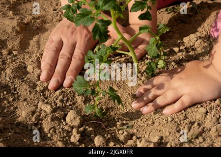 Pflanzen von Tomatensprossen, Mutter und Tochter Pflanzen von Tomatensprossen. Gartenarbeit im Gewächshaus. Konzept Idee Foto der Gartenarbeit. Stockfoto