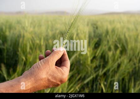 Weizenohr haltend, Weizenohr händen männlichen Bauern. Halten Sie das grüne Stachelett fest. Landwirtschaftliche grüne Weizenfarm. Agronomistischer Mann, der durch das Korn geht. Stockfoto