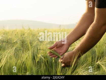 Männlicher Bauer, junger männlicher Bauer oder Agronom, der seine Ernte im grünen Weizenfeld kontrolliert. Mann mit Weizenohren. Heißer Sommertag im Weizenfeld. Stockfoto