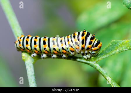 Exotische bunte Schmetterlingsraupe, Schwalbenschwanz der Alten Welt, Papilio machaon. Gelbe, schwarze, orange Larven. Makrofotografie, Nahaufnahme Stockfoto