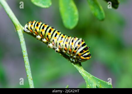 Exotische bunte Schmetterlingsraupe, Schwalbenschwanz der Alten Welt, Papilio machaon. Gelbe, schwarze, orange Larven. Makrofotografie, Nahaufnahme Stockfoto