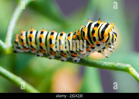 Exotische bunte Schmetterlingsraupe, Schwalbenschwanz der Alten Welt, Papilio machaon. Gelbe, schwarze, orange Larven. Makrofotografie, Nahaufnahme Stockfoto