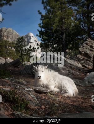 Mountain Goat in der Nähe des Mount Rushmore Stockfoto