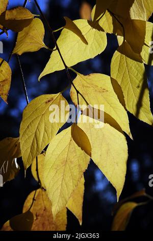 Herbstblatt auf einem Baumzweig in Sonnenstrahlen des Lichts Stockfoto