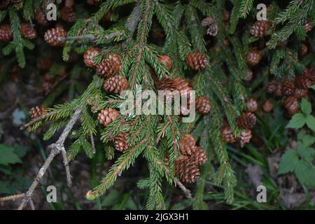 Ein Baum mit vielen roten Fichtenpflanzen mit grünen Blättern Stockfoto