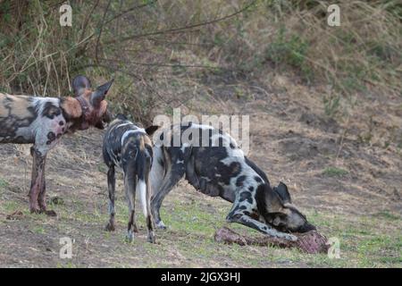 Sambia, South Luangwa National Park. Afrikanische Wildhunde (WILD: Lycaon pictus), die Alpha-Weibchen stillen, die Impala füttern, töten, während andere sie bewachen. Stockfoto