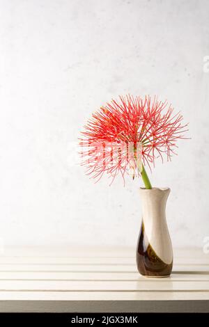 calliandra Blume in einer Vase, platziert auf weißer Tischplatte vor weiß getupftem Hintergrund, Puderlilie oder Blut oder Feuerball Blume Stockfoto