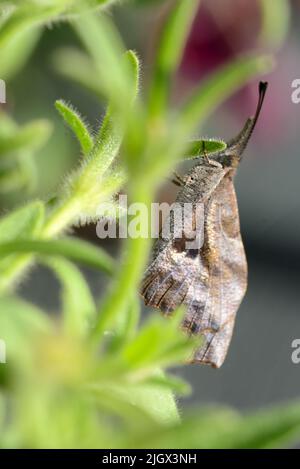 Nahaufnahme des amerikanischen Schnauzenfalters (Libytheana carinenta). Stockfoto