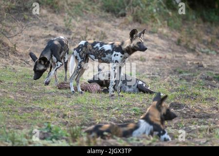 Sambia, South Luangwa National Park. Afrikanische Wildhunde (WILD: Lycaon pictus), die Alpha-Weibchen stillen, die Impala füttern, töten, während andere sie bewachen. Stockfoto