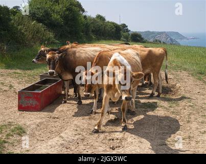 Herde von Jersey-Kühen, die an der Nordküste von Jersey gucken. Stockfoto