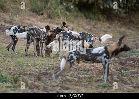 Sambia, South Luangwa National Park. Afrikanische Wildhunde (WILD: Lycaon pictus) das Manzi Pack, das Impala frisst, tötet, während der Rüde Wache hält. Stockfoto