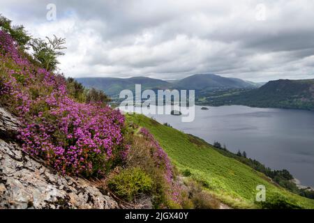 Blühende Heide und Blick über Derwent Water nach Blencathra von den Hängen der Cat Bells oberhalb von Manesty, Lake District, Cumbria, UK Stockfoto