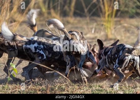 Sambia, South Luangwa National Park. Afrikanische Wildhunde (WILD: Lycaon pictus) aus dem Manzi Pack, die Impala fressen. Stockfoto