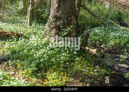 Waldboden im frühen Frühjahr mit einem Teppich aus Anemone (Anemonoides nemorosa) aus Holz. Ein Mitglied der Familie der Butterblume (Ranunculaceae). Stockfoto