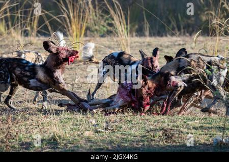 Sambia, South Luangwa National Park. Afrikanische Wildhunde (WILD: Lycaon pictus) aus dem Manzi Pack, die ein Impala töten. Stockfoto